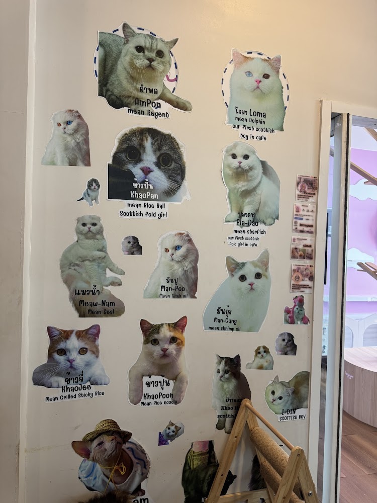 Пхукет таун, Cat Space Cafe Phuket в Пхукет Тауне адрес