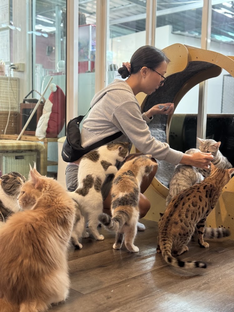 Пхукет таун, Cat Space Cafe Phuket в Пхукет Тауне добраться самостоятельно