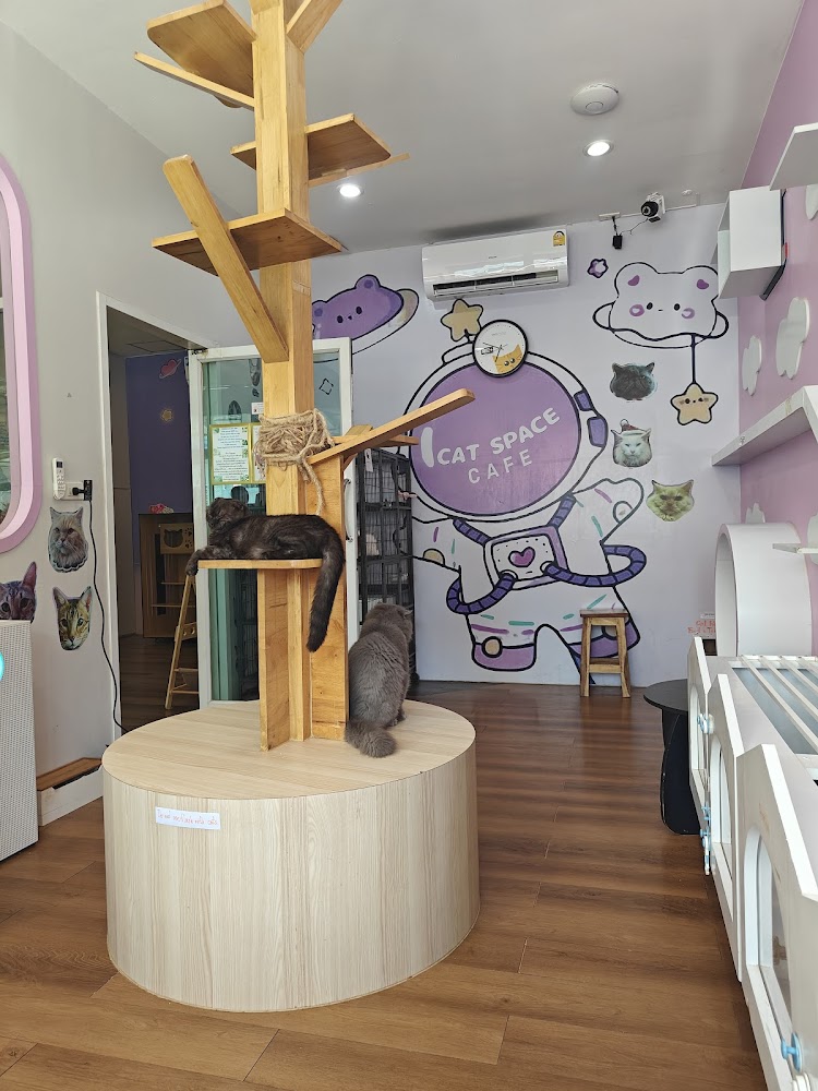 Пхукет таун, Cat Space Cafe Phuket в Пхукет Тауне найти