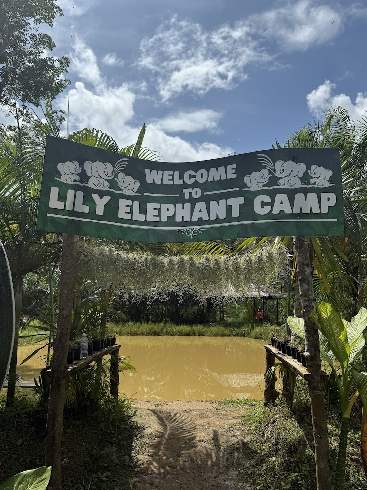 Pa Klok, Lily Elephant Camp @Phuket explore