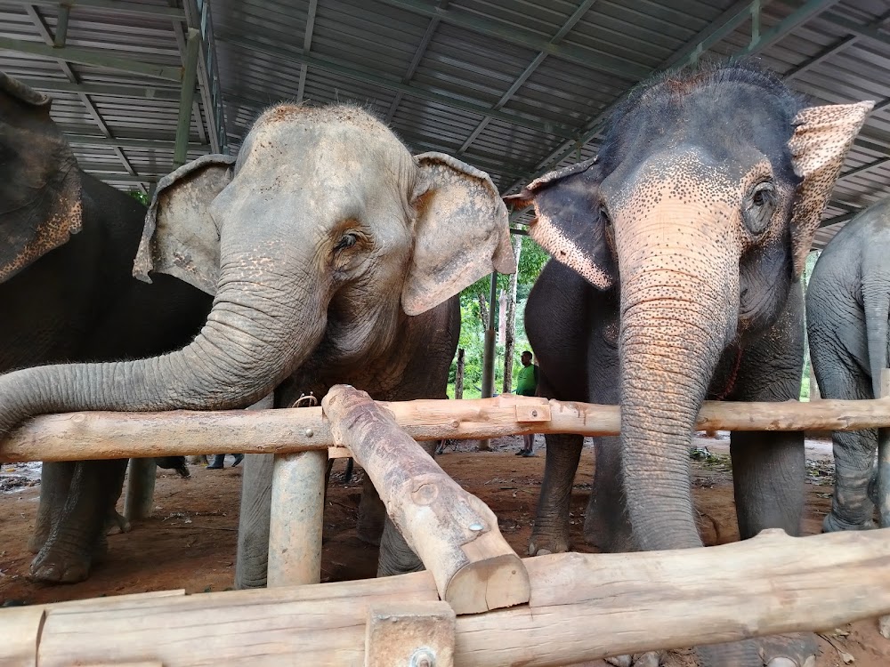Pa Klok, Lily Elephant Camp @Phuket find