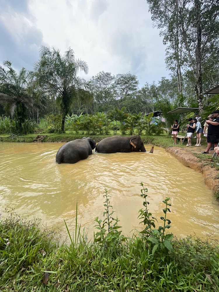 Pa Klok, Lily Elephant Camp @Phuket exact address