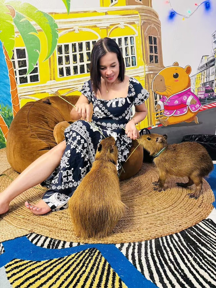 Пхукет таун, capybara cafe адрес