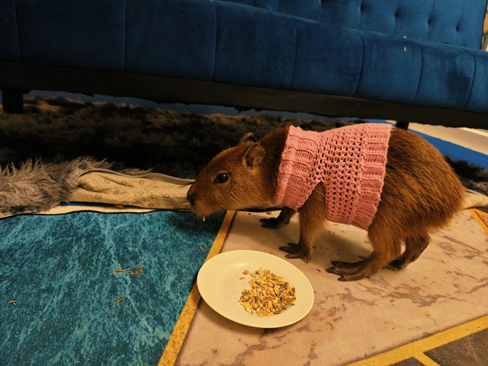 Пхукет таун, capybara cafe часы работы