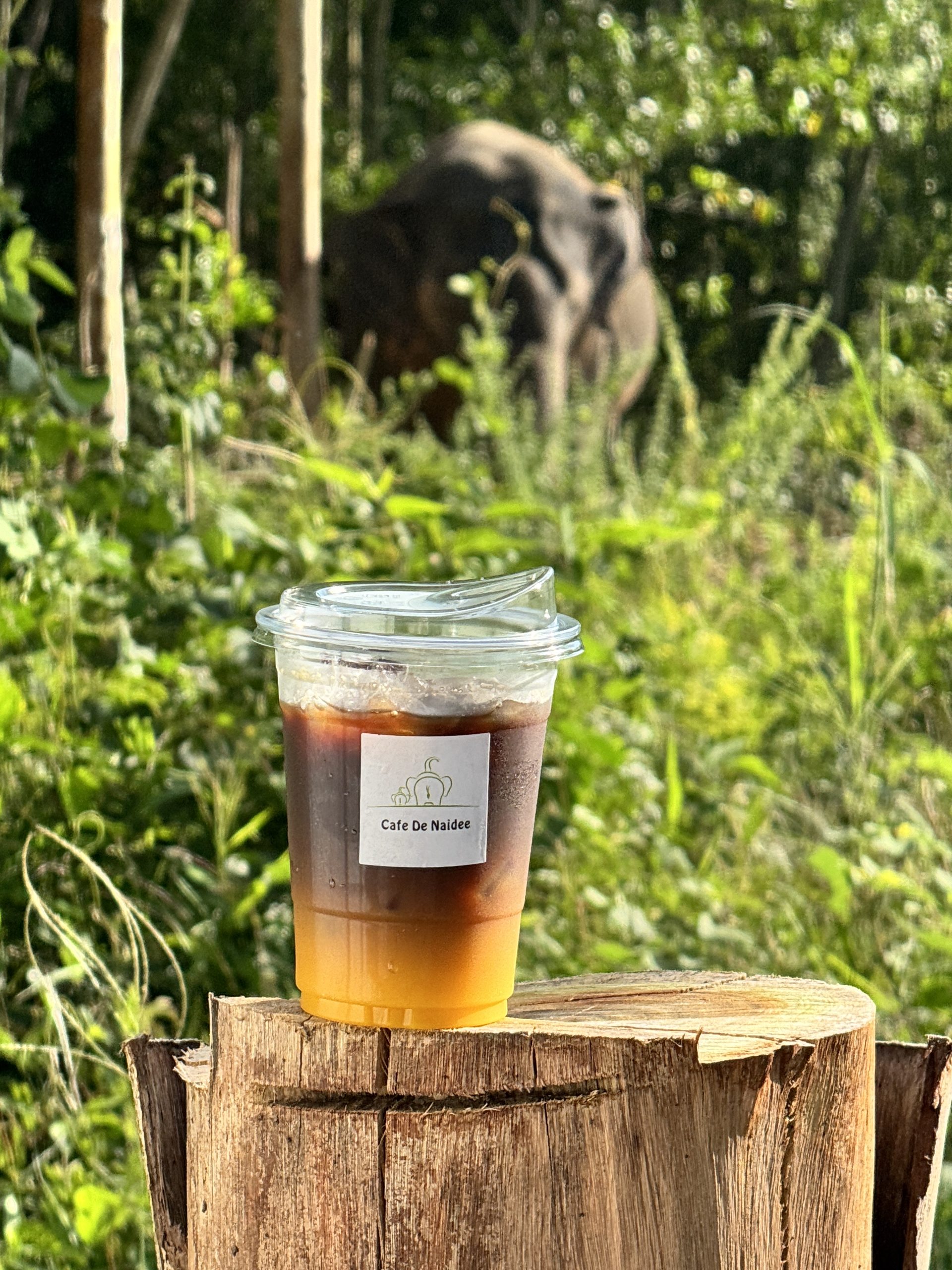 Банг Тао, Elephant Care Park Nai Dee Phuket где находится