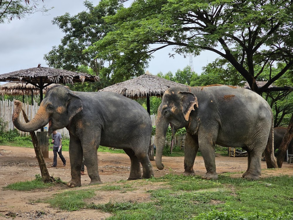 Кату, Elephant Jungle Sanctuary Phuket как доехать