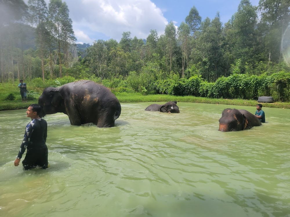 Банг Тао, Elephant Care Park Nai Dee Phuket сходить