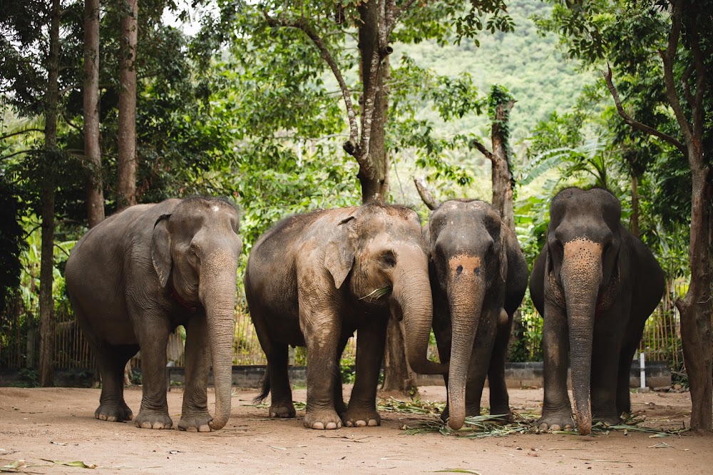 Кату, Elephant Jungle Sanctuary Phuket где находится