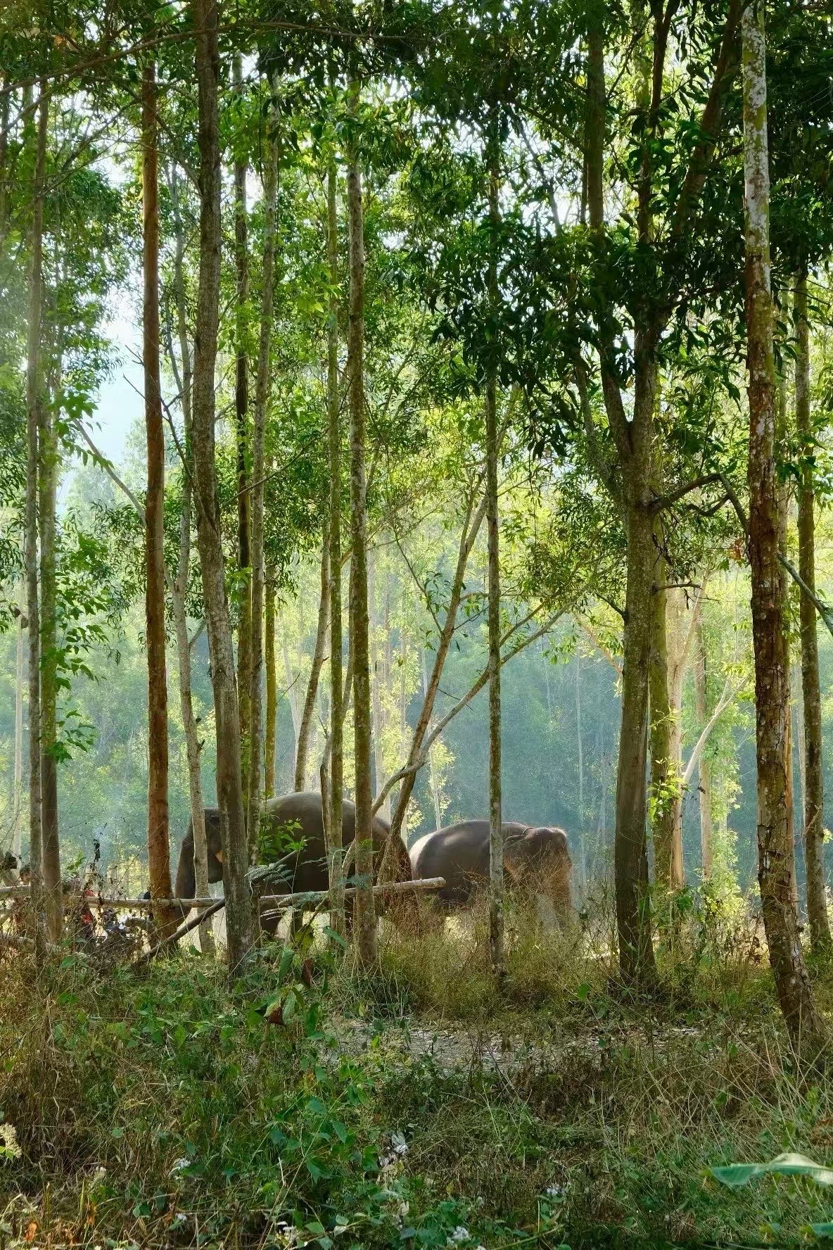 Банг Тао, Elephant Care Park Nai Dee Phuket фото