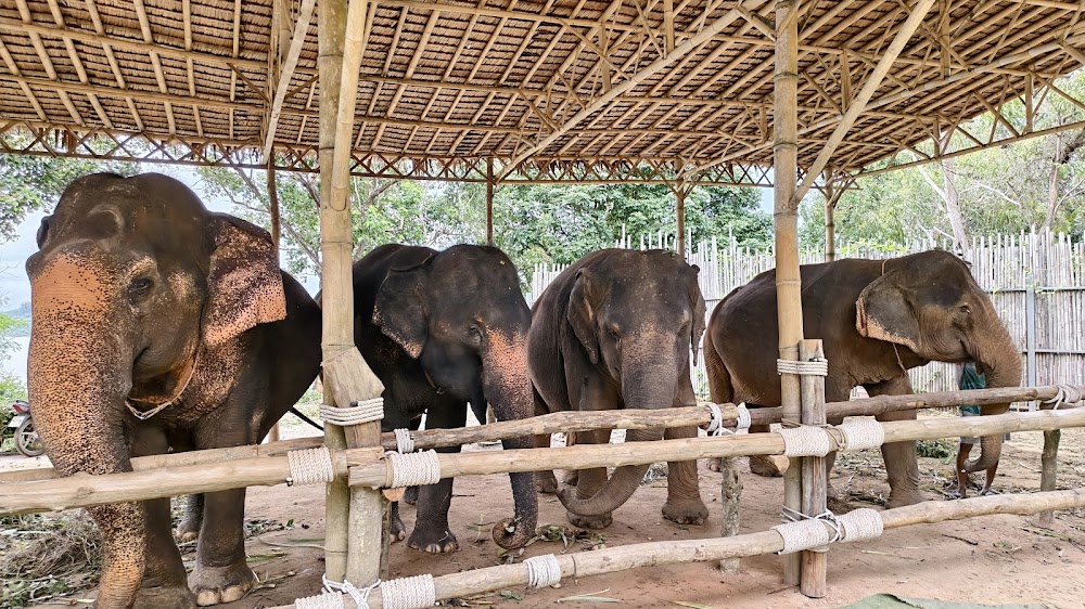 Рассада, Phuket Siray Elephant Care Camp адрес