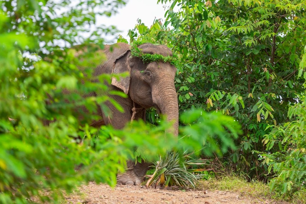 Рассада, Phuket Siray Elephant Care Camp найти