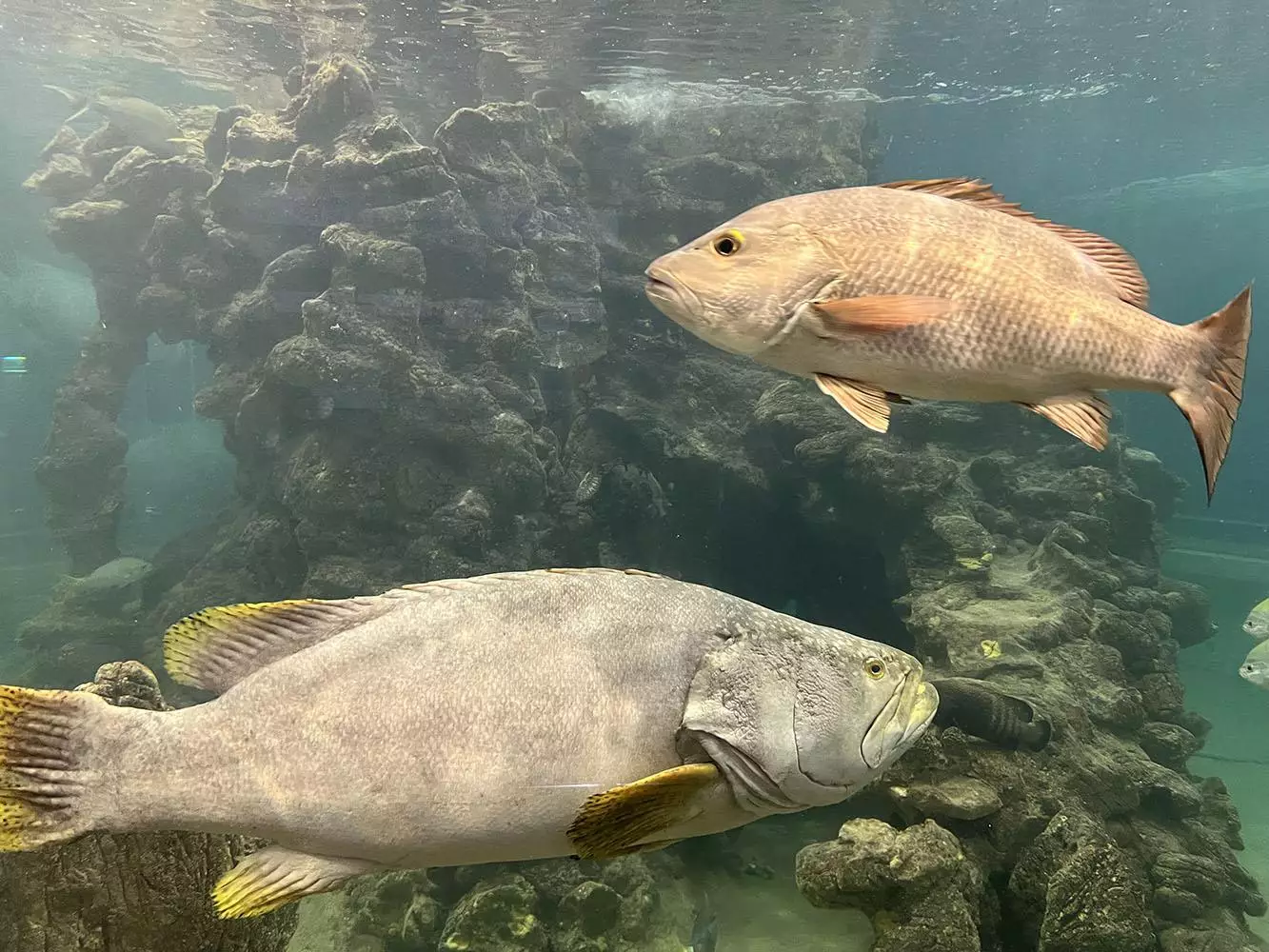 Panwa, Phuket Aquarium время работы