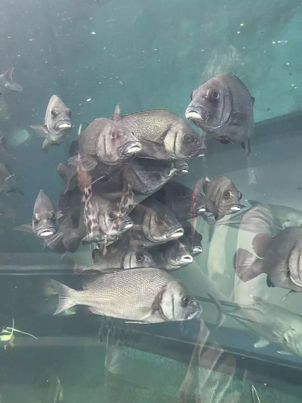 Panwa, Phuket Aquarium карта
