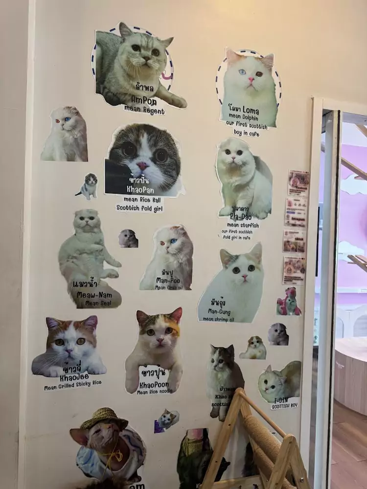 Phuket Town, Cat Space Cafe Phuket working hours