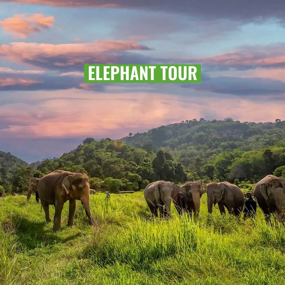 Elephant Tour