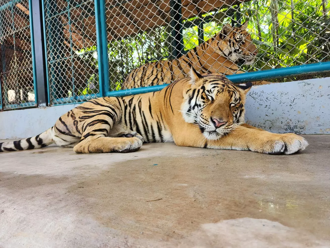 Chalong, Tiger Park Phuket map