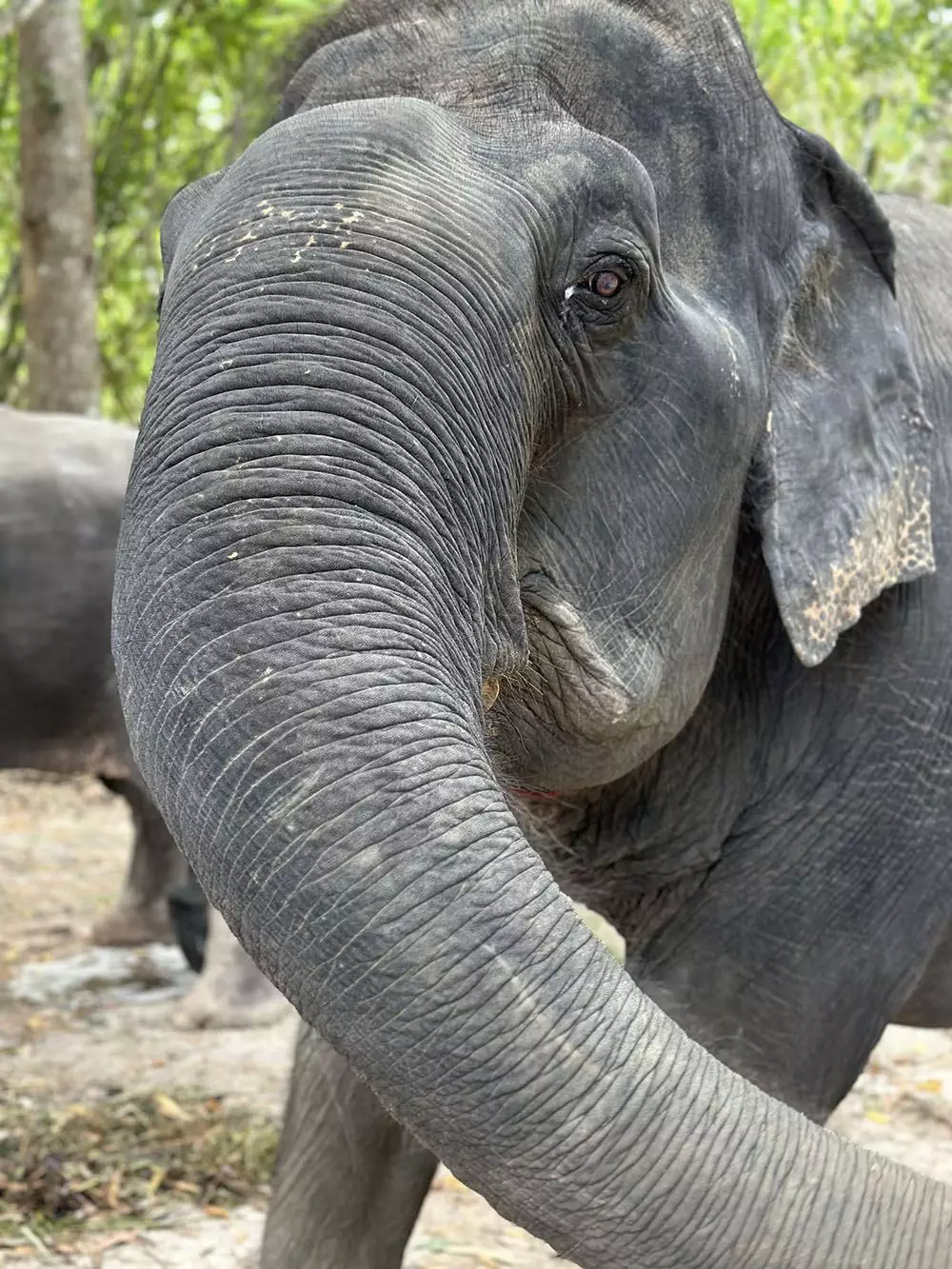 Thep Krasatti, Elephant Jungle Sanctuary Phuket (Thalang Branch) фото