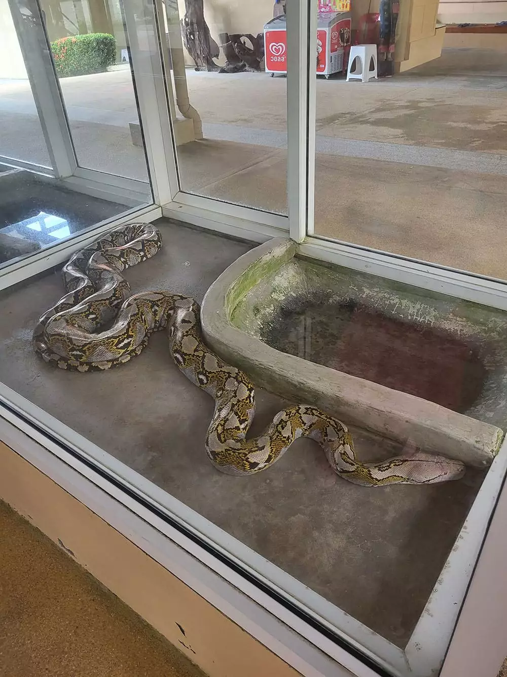Chalong, Snake farm photo