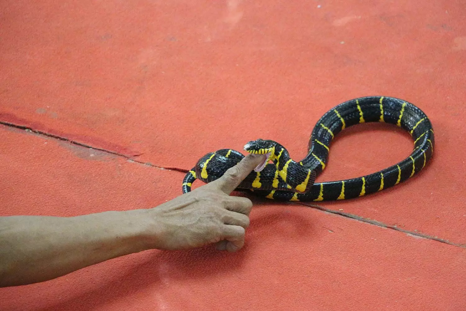 Kathu, Kathu Cobra Show сходить