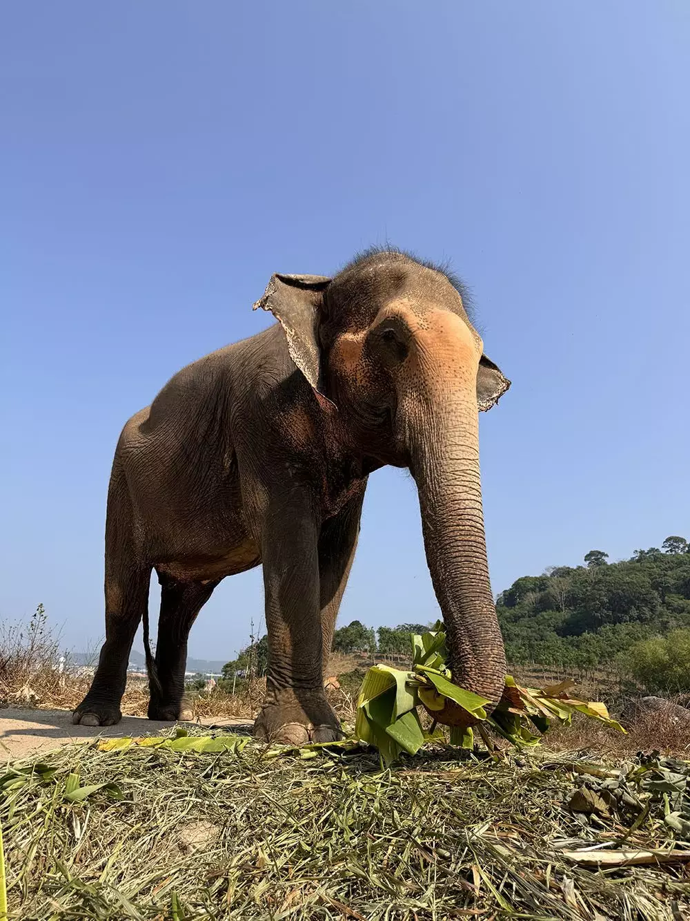 Chalong, Bukit Elephant Park добраться самостоятельно