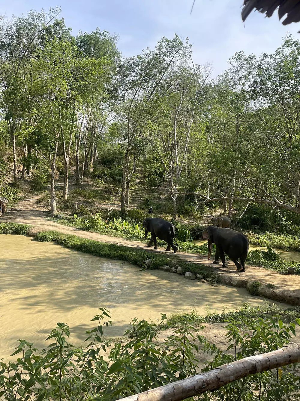 Chalong, Hidden Forest Elephant Reserve – Sanctuary in Phuket добраться самостоятельно