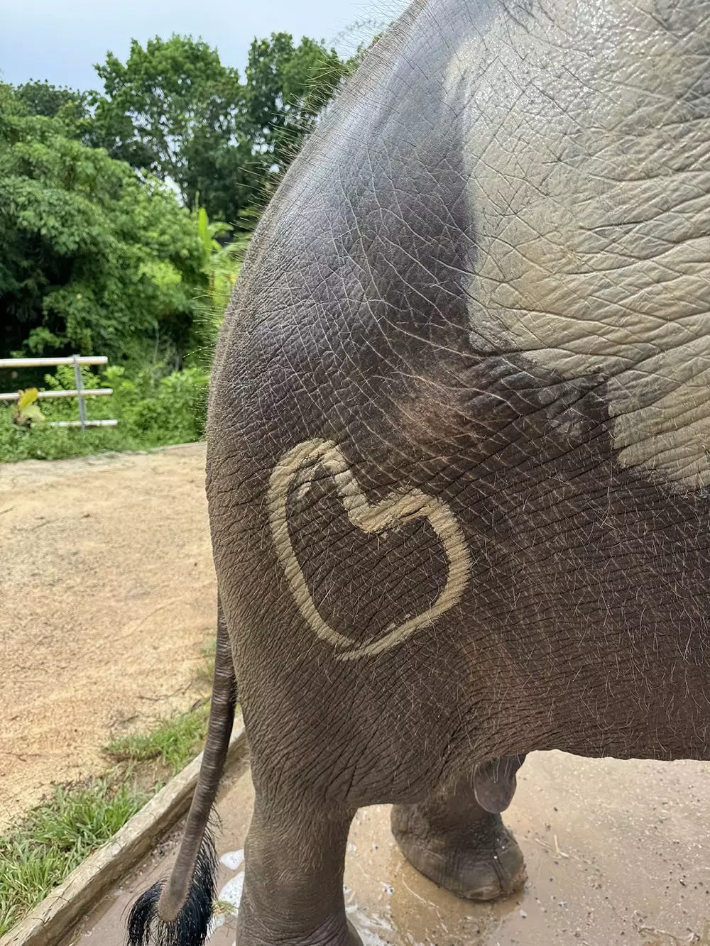 Kathu, Phuket Elephant Care Kathu find
