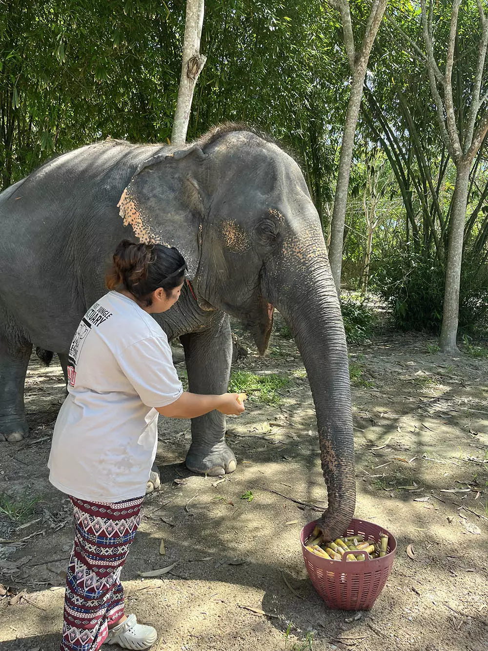 Thep Krasatti, Elephant Jungle Sanctuary Phuket (Thalang Branch) адрес