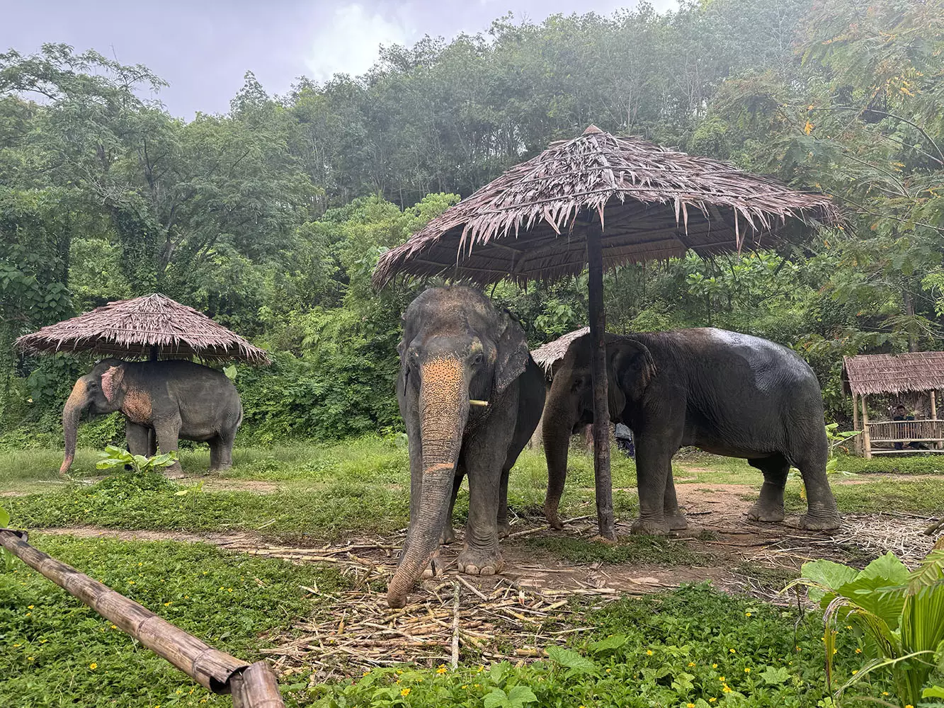Chalong, Hidden Forest Elephant Reserve – Sanctuary in Phuket адрес