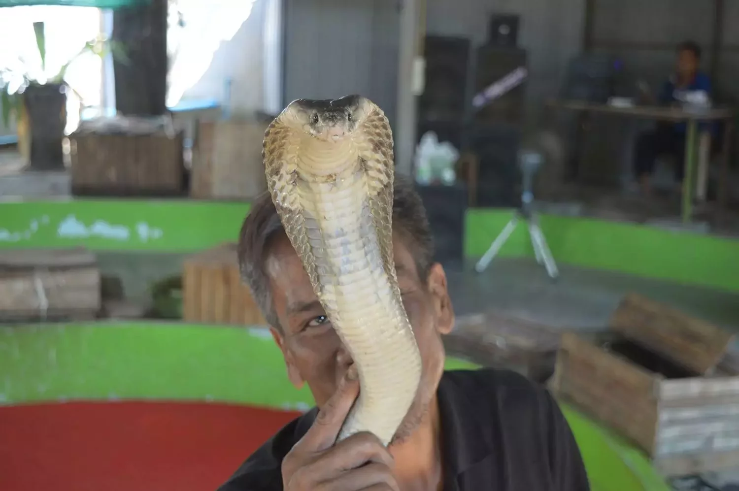 Kathu, Kathu Cobra Show где находится
