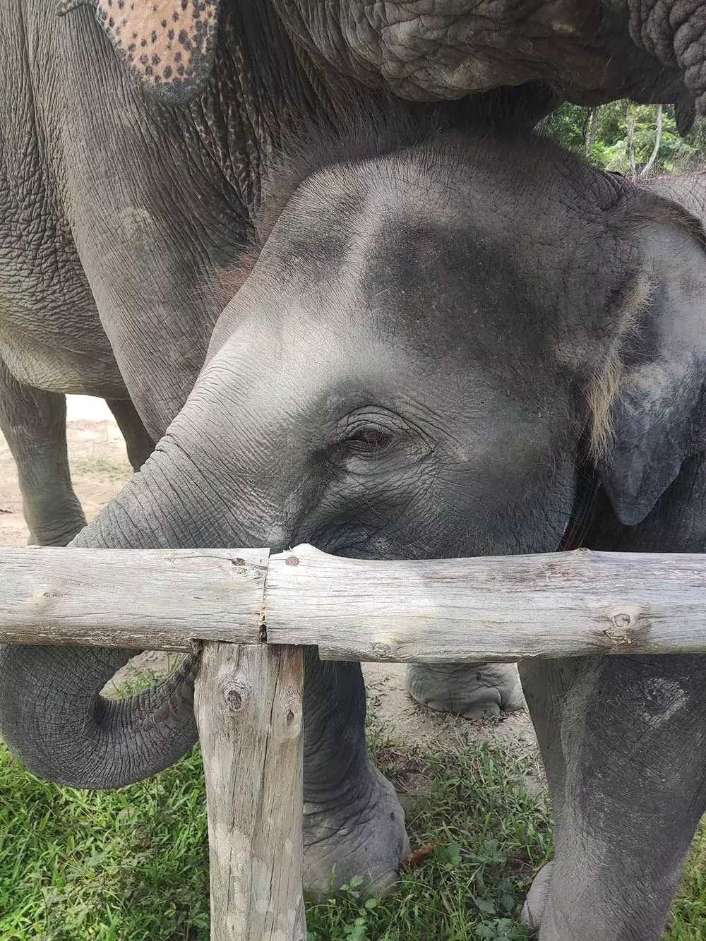 Patong, Tonsai Elephant Care Camp Phuket время работы