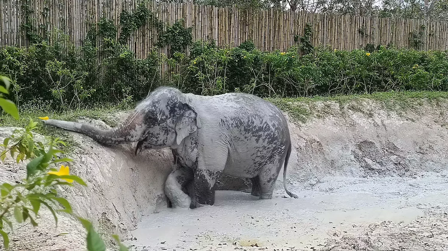 Thep Krasatti, Elephant Jungle Sanctuary Phuket (Thalang Branch) адрес