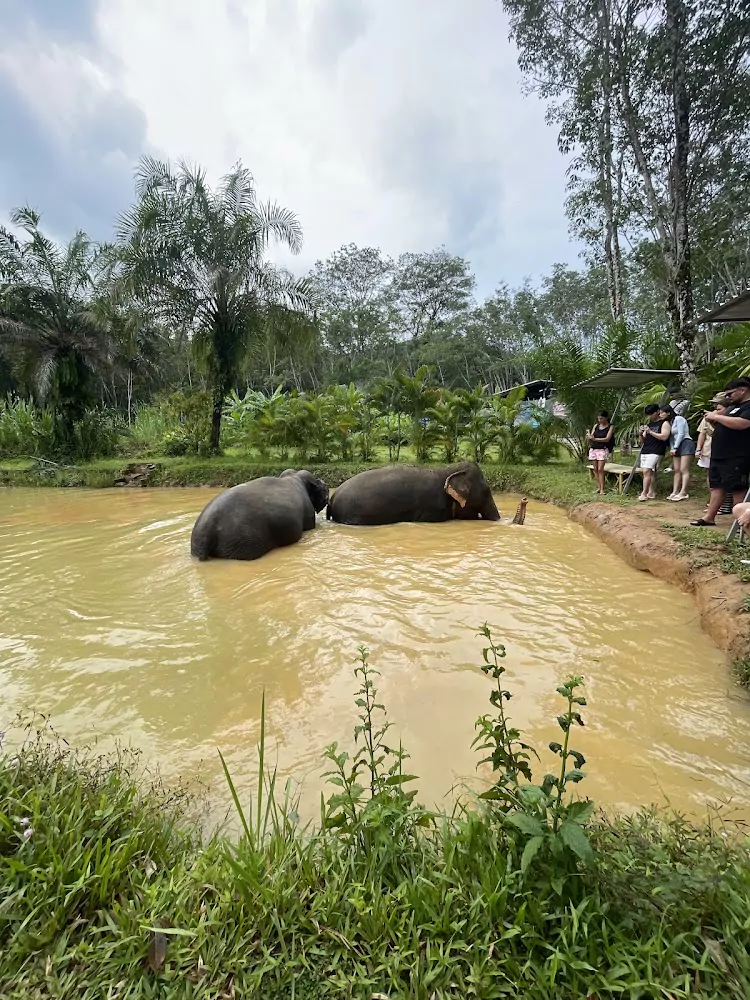 Па Клок, Lily Elephant Camp @Phuket фото