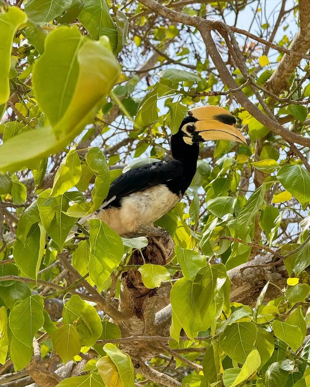 Rawai, Banana Beach (Ko He) photo