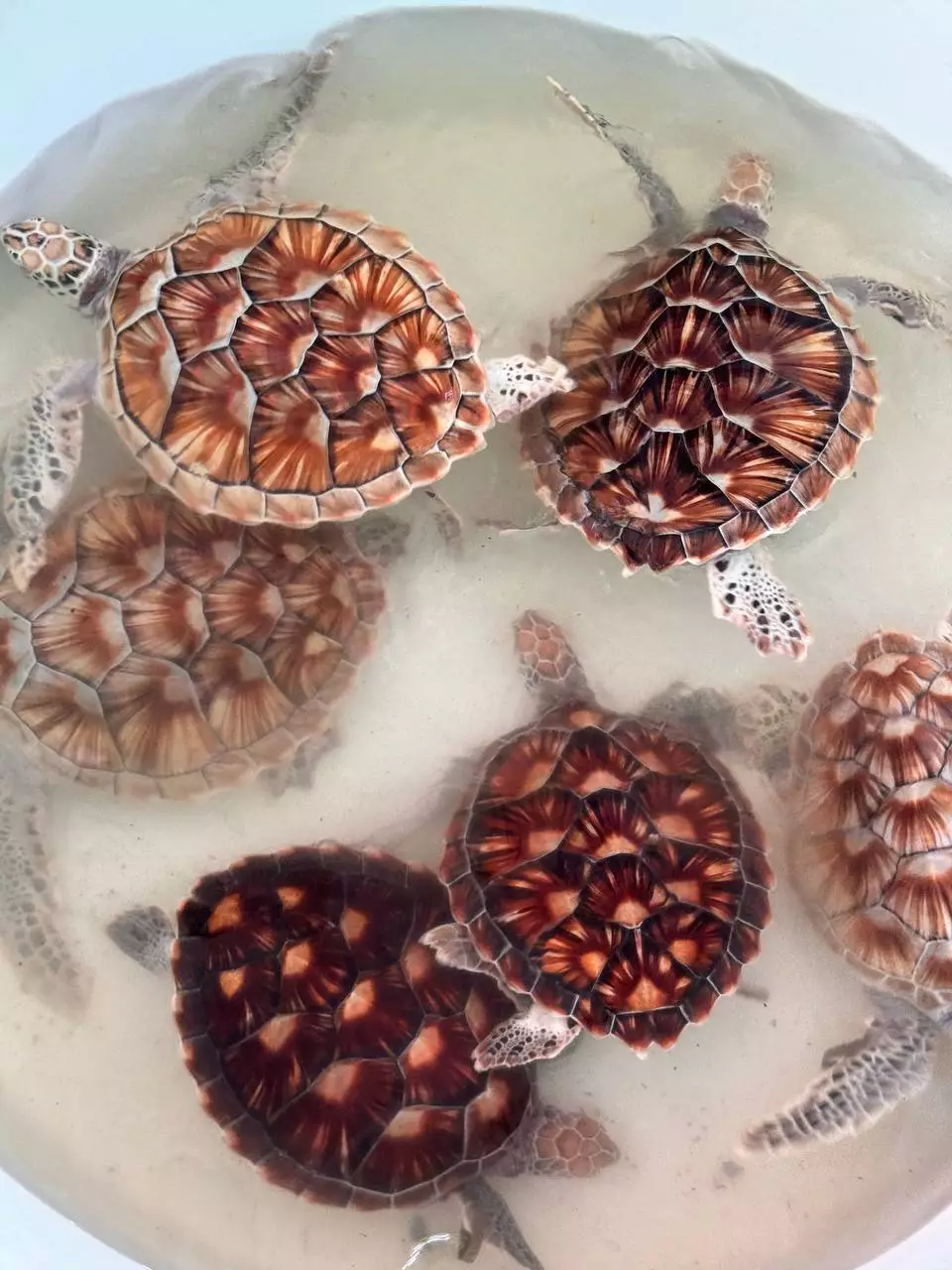 Releasing turtles into the sea in Phuket