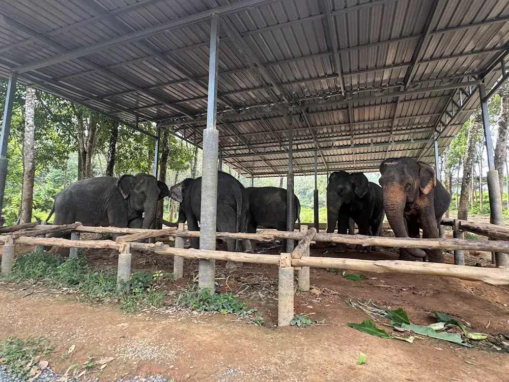 Па Клок, Lily Elephant Camp @Phuket сходить