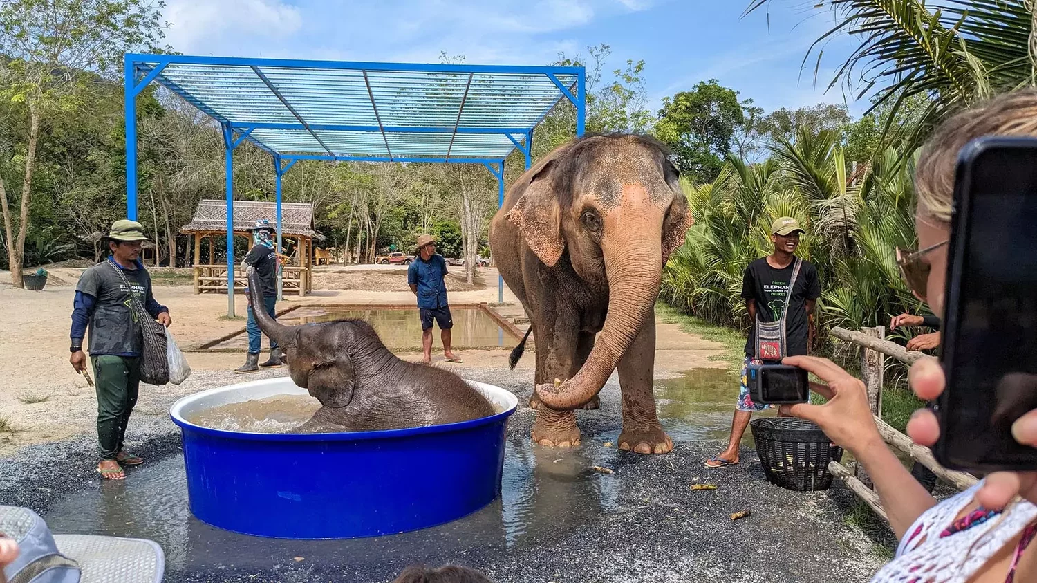 Green elephant sanctuary park with elephants