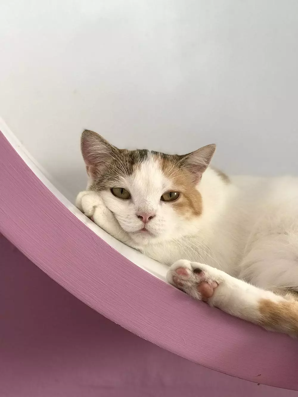 Cat Space Phuket cat cafe for children