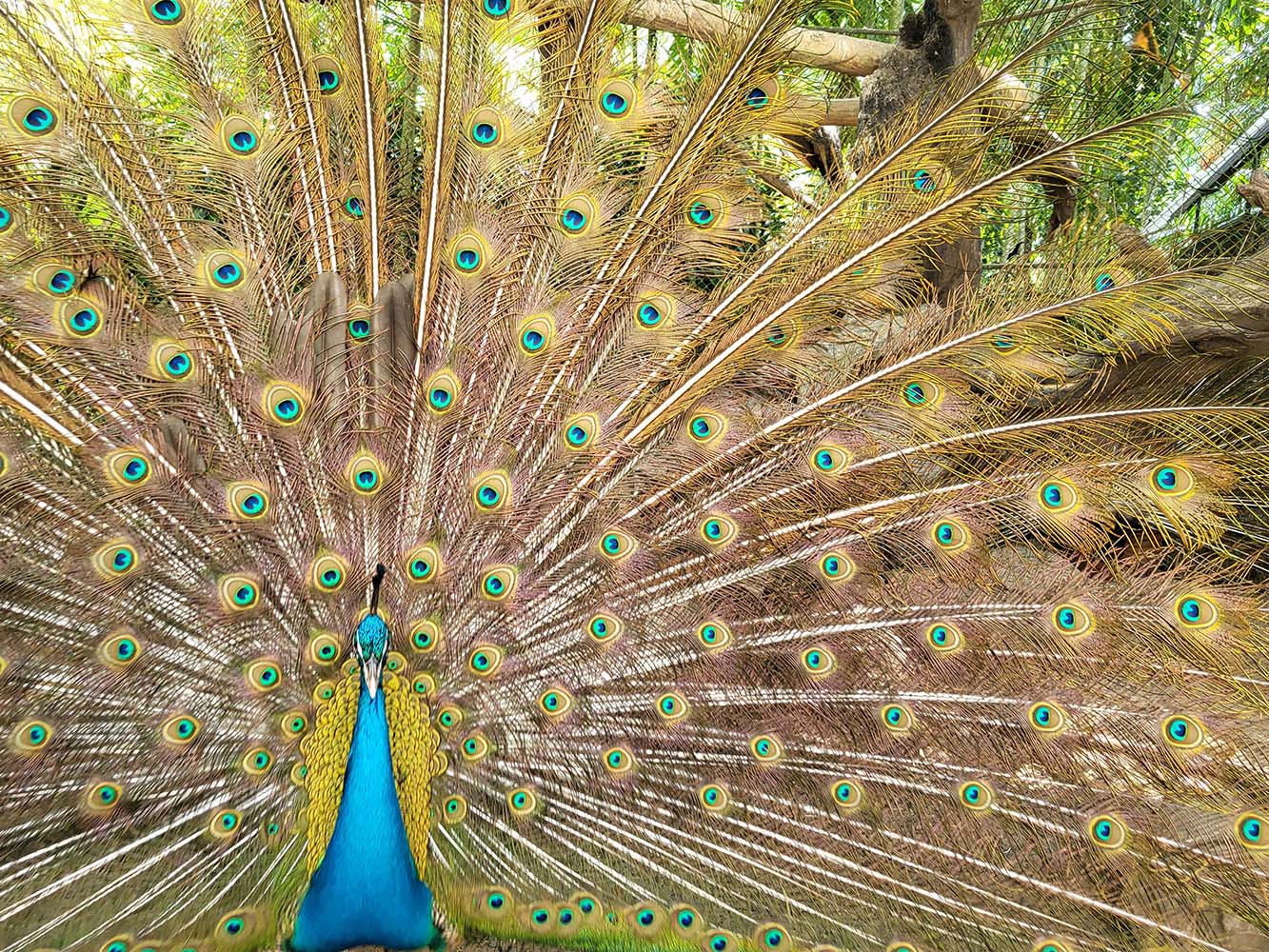 Phuket Bird Park zoo with exotic animals