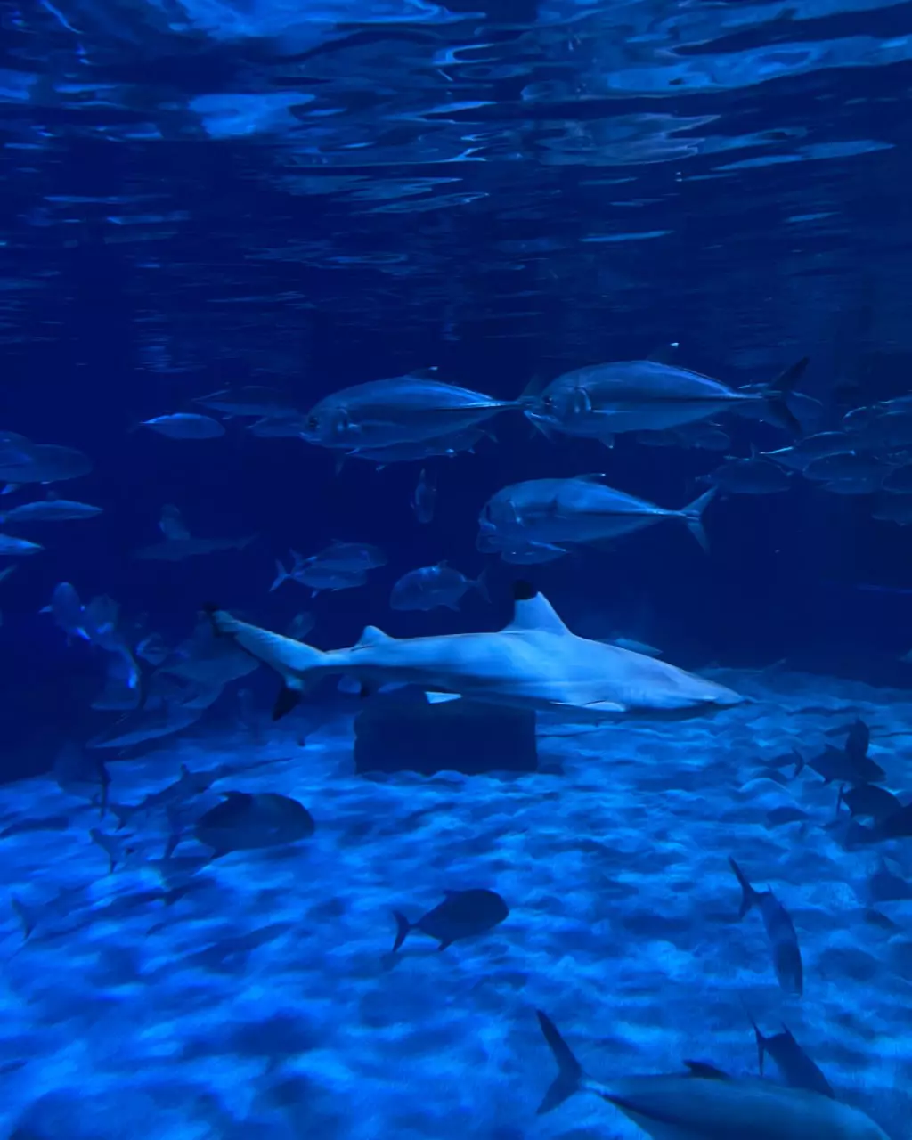 Aquaria Phuket oceanarium underwater world