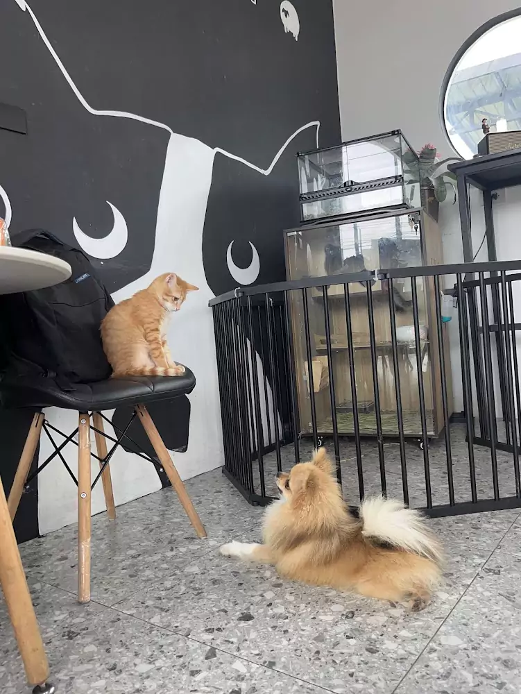 Пхукет таун, Us’Dog Cafe: Собачье кафе найти