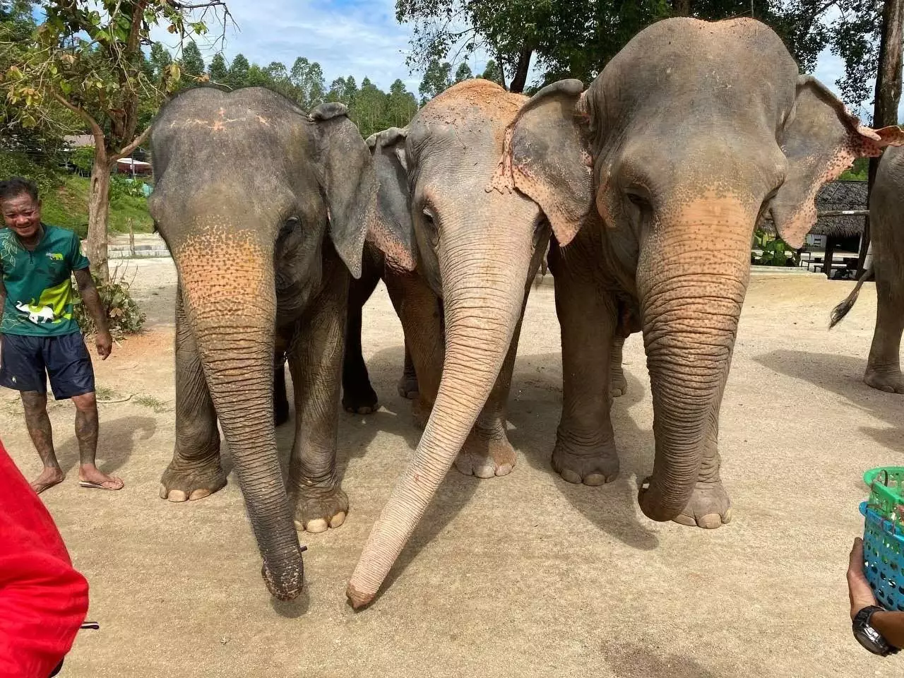 Green Elephant Sanctuary Park with elephants Phuket