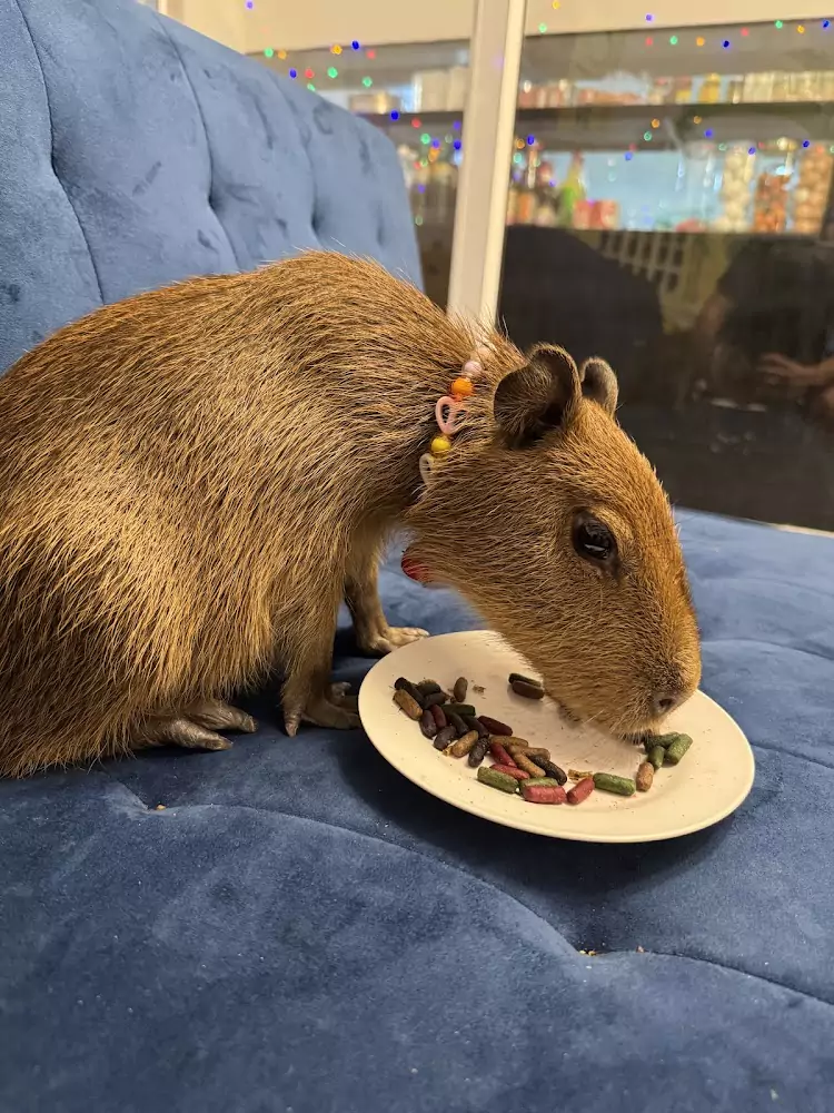 Phuket Town, capybara cafe exact address