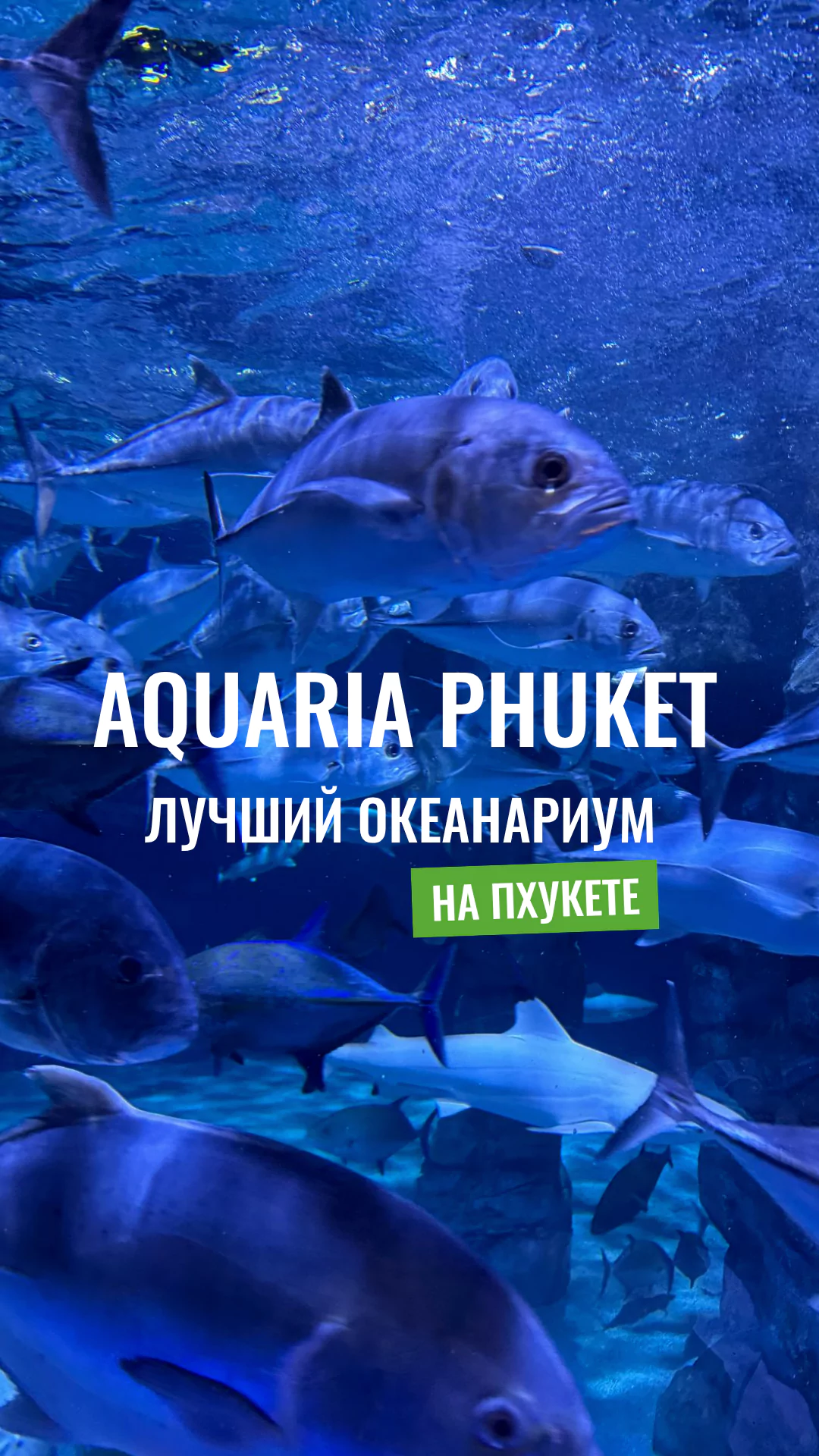 QO6p-IdP6-qSzpti6Hh8hfadznBMKq2G