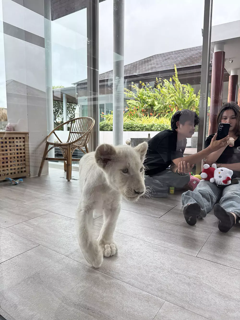 Chalong, Lion Cafe explore