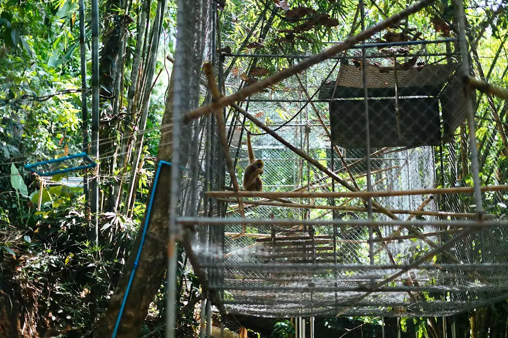 Pa Klok, The Gibbon Rehabilitation Project location