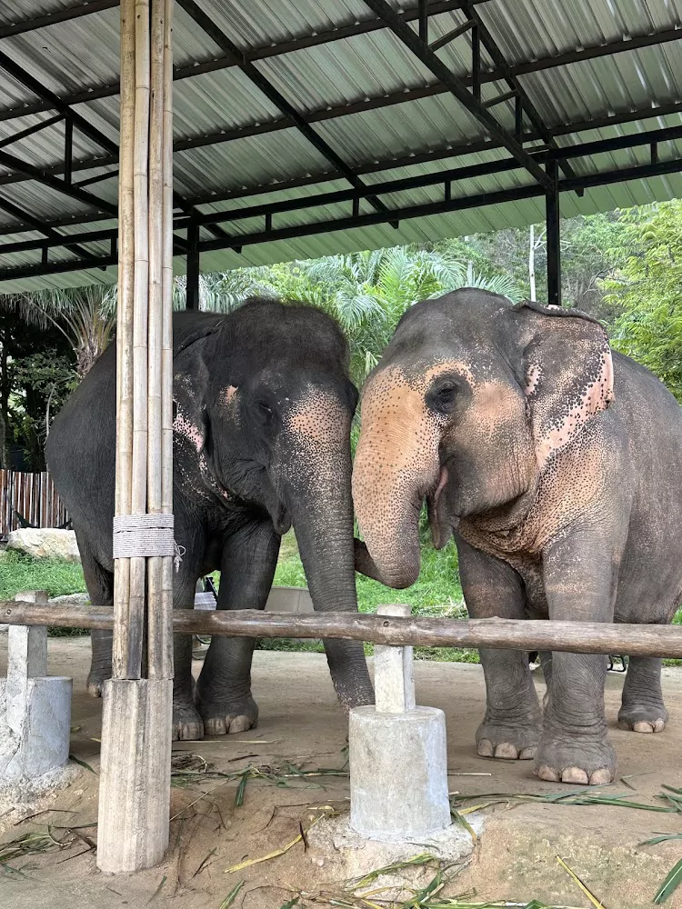 Кату, Elephant Jungle Sanctuary Phuket точный адрес