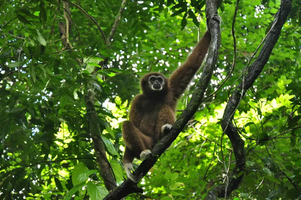 Pa Klok, The Gibbon Rehabilitation Project address