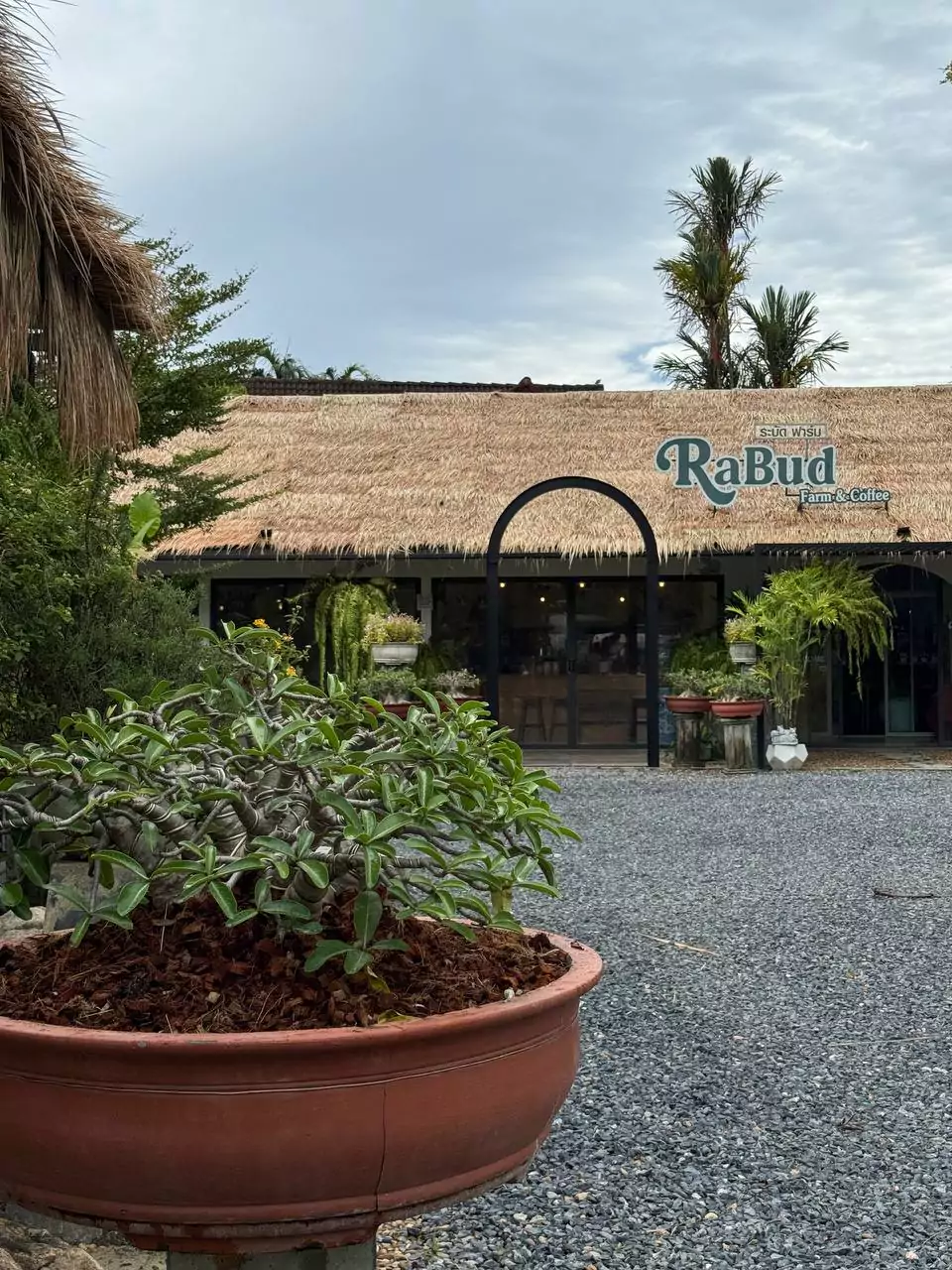 Кату, RaBud Farm & Cafe где находится