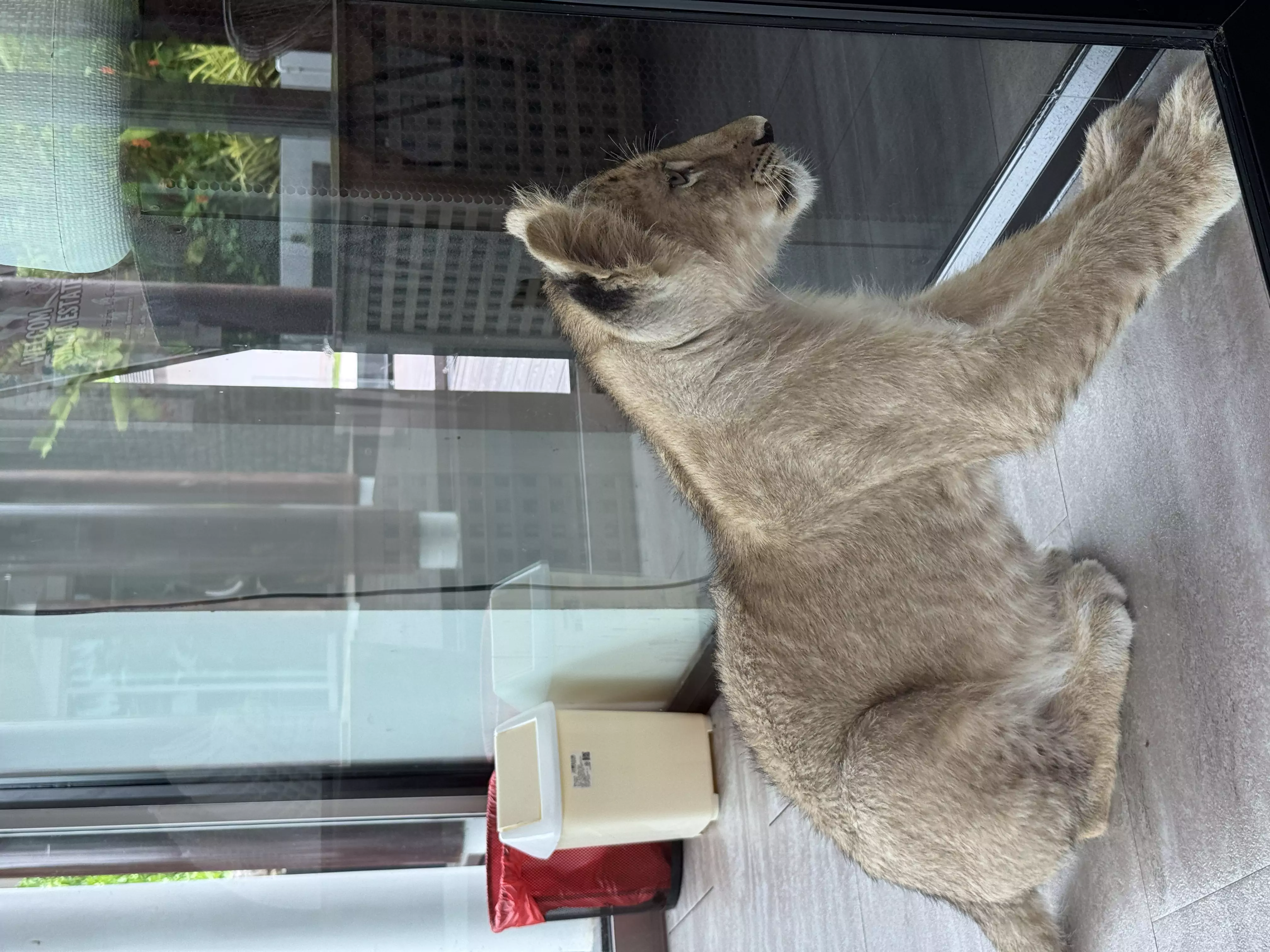 Chalong, Lion Cafe route