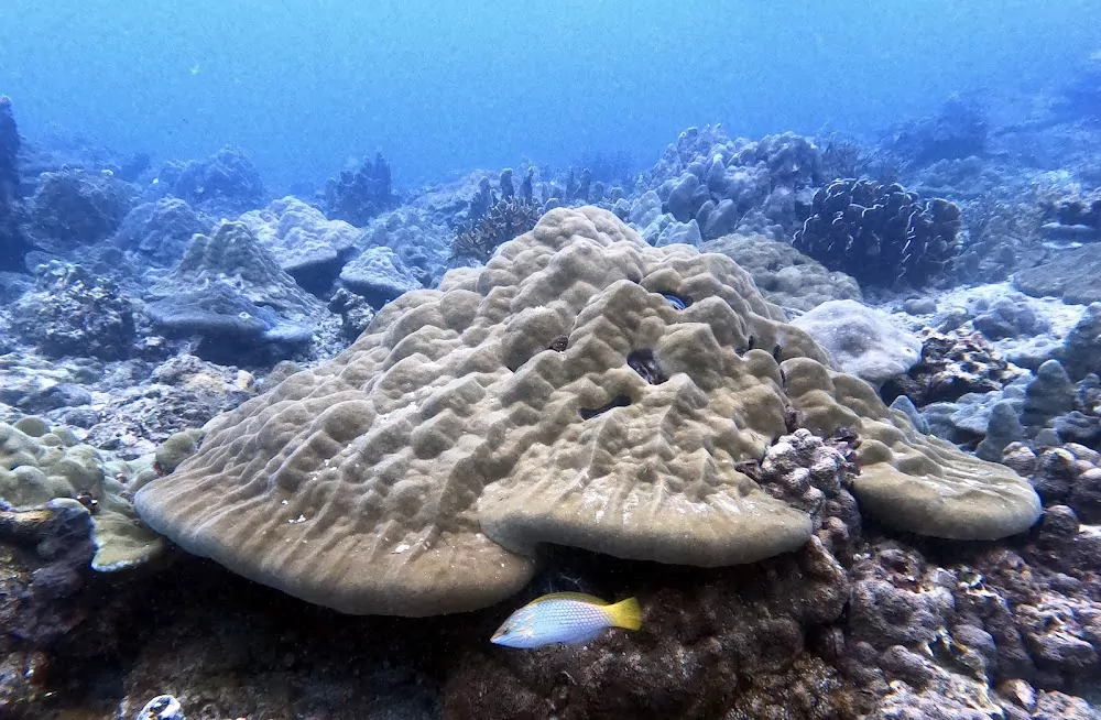 d6BoZ8QHebgrC-sXoAr0rsXVpsp9XBWW